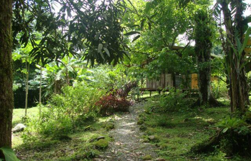 Howler Monkey Hideaway